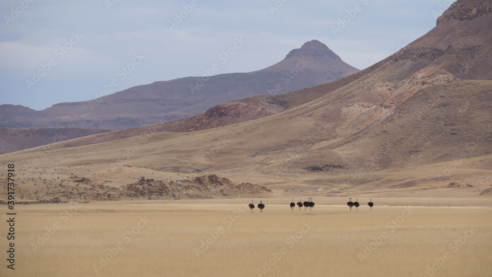 Herd of ostrich at the Hoanib Riverbed