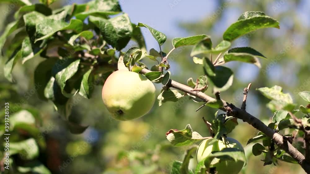Apple tree with green apples close-up in the garden or greenhouse on a Sunny day. Moistening of plants and vegetables in a home farm. Apple tree with green apples close-up in the garden or greenhouse on a Sunny day. Moistening of plants and vegetables in a home farm.
