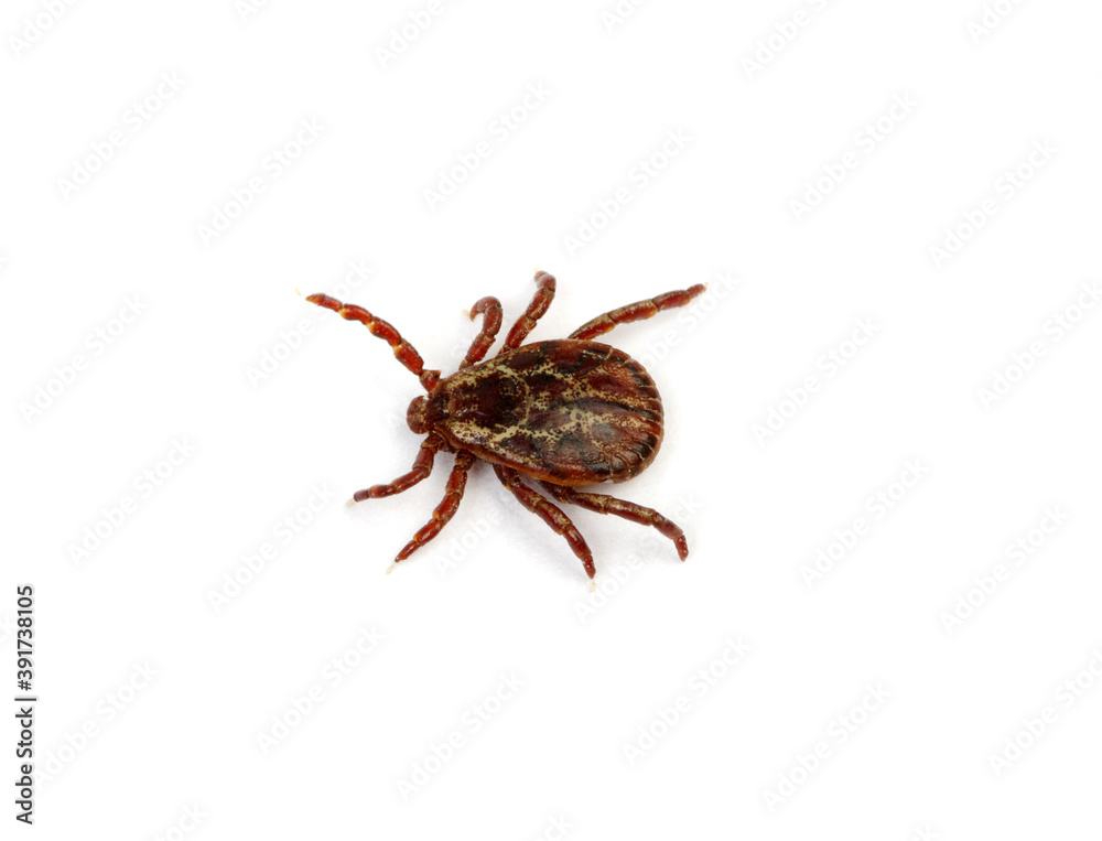 Tick isolated on white