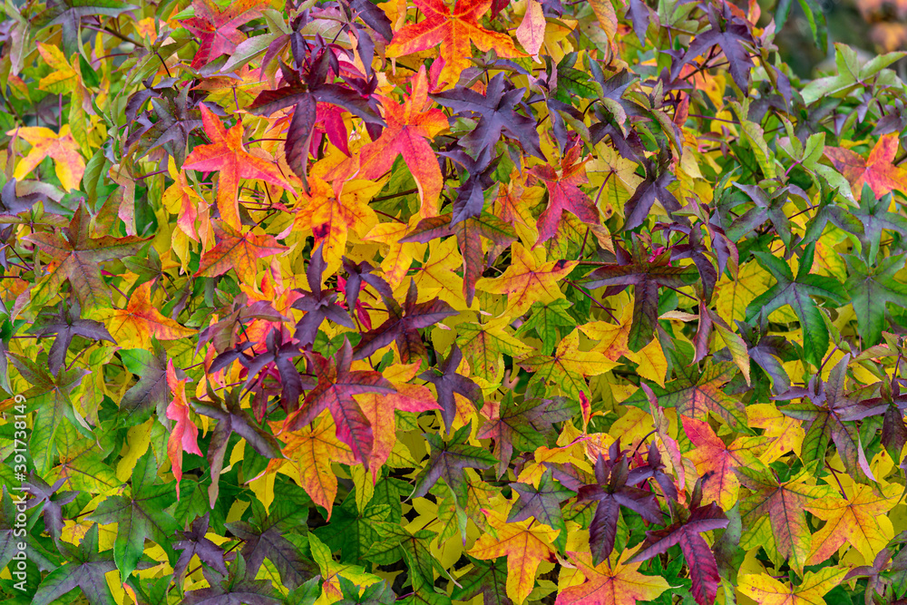 Green, yellow and red autumn leaves of an Amber tree (American sweetgum, Liquidambar styraciflua)
