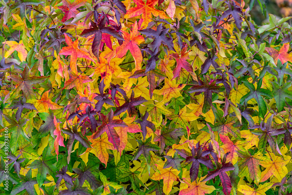 Green, yellow and red autumn leaves of an Amber tree (American sweetgum, Liquidambar styraciflua) Green, yellow and red autumn leaves of an Amber tree (American sweetgum, Liquidambar styraciflua)