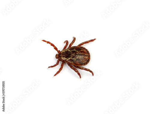 Tick isolated on white