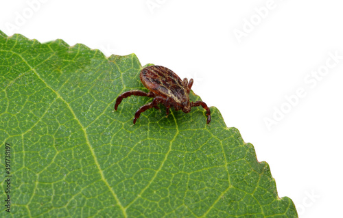  Macro mite sitting on a plant isolated on white.