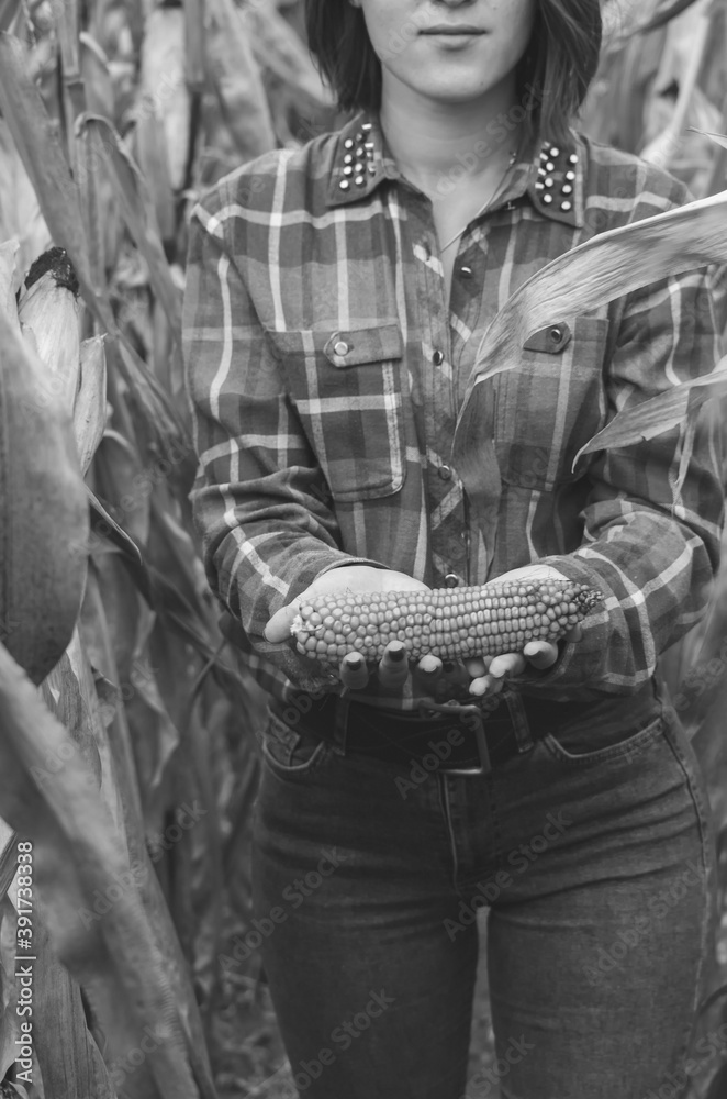 Black and white shot of crop view of Young woman farmer with corn harvest. Worker holding autumn corncobs. Farming and gardening