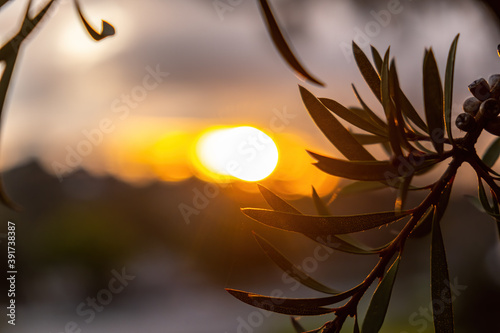 Fototapeta Naklejka Na Ścianę i Meble -  Blurred sun through eucalyptus tree branches at sunset with copy space