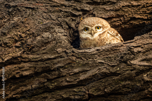 Fototapeta Naklejka Na Ścianę i Meble -  spotted owlet or Athene brama perched on a textured dead tree trunk in his nest at keoladeo ghana national park or bharatpur bird sanctuary rajasthan india