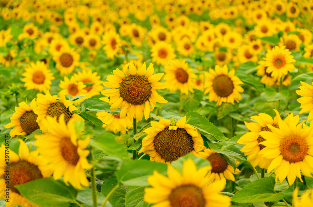 Naklejka premium Sunflowers blooming in the field
