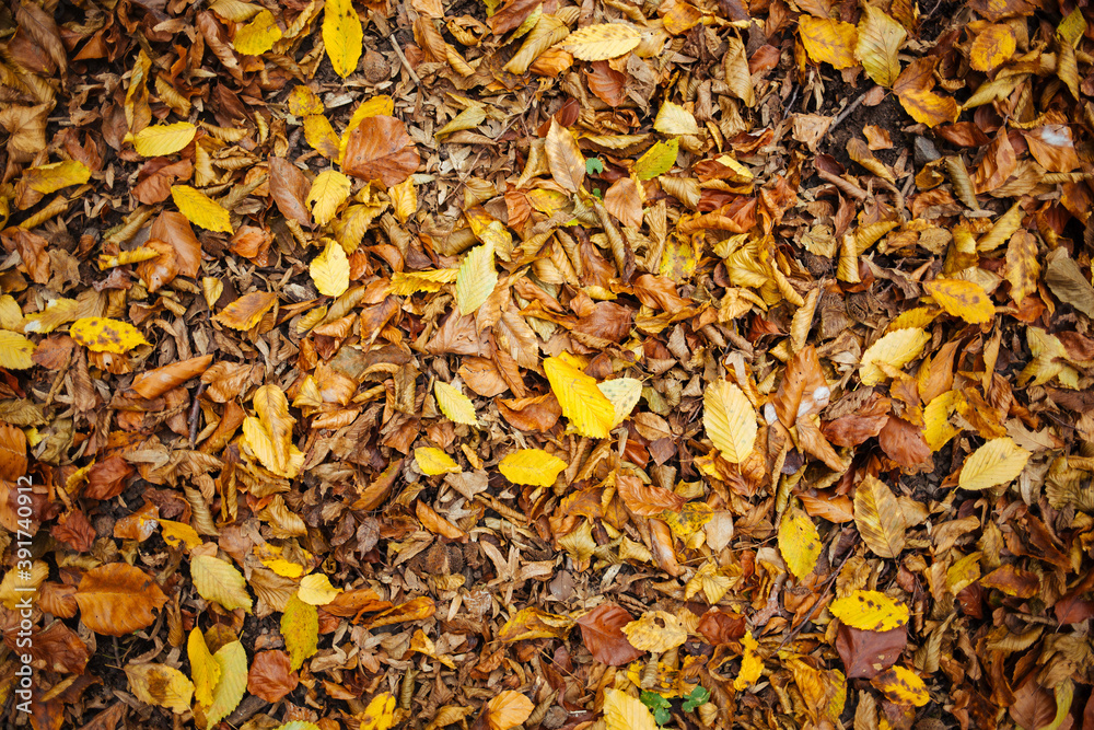autumn leaves background, texture autumn leaves background, texture
