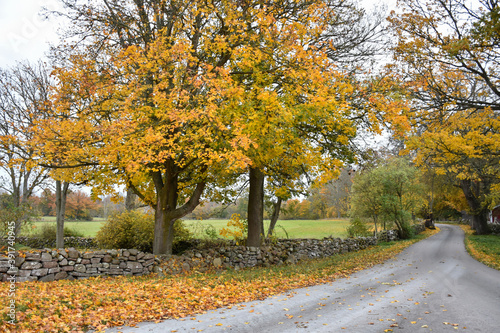 Glowing maple tree by a country road