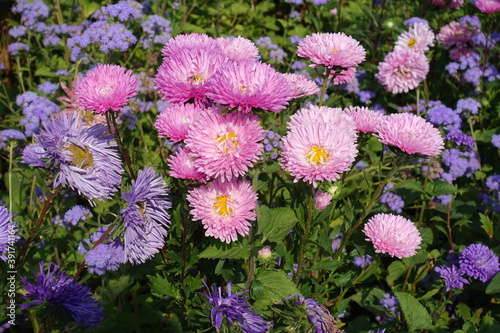 Colorful China asters and purple flowers of Ageratum  in September