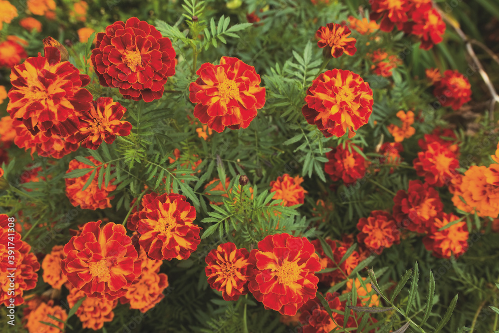 Yellow red orange autumn fall marigold calendula flowers growing in a flowerbed. A photo background in faded hipster style of processing. Website decoration, seeds packaging, gardener shop decor etc Yellow red orange autumn fall marigold calendula flowers growing in a flowerbed. A photo background in faded hipster style of processing. Website decoration, seeds packaging, gardener shop decor etc