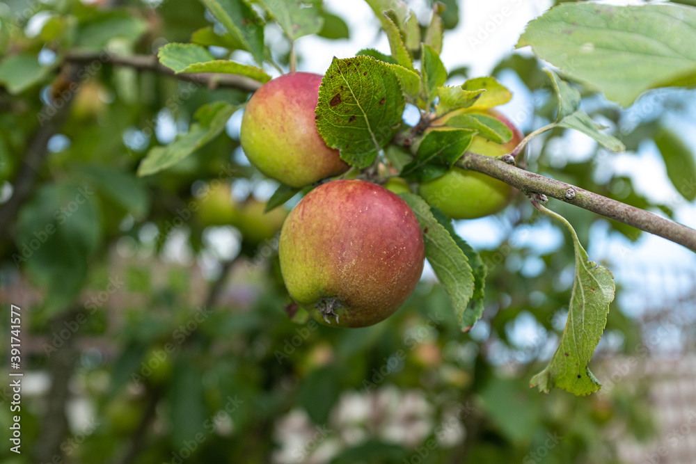 Delicious looking organic apples growing on a tree in the garden Delicious looking organic apples growing on a tree in the garden