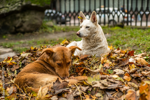Fototapeta Naklejka Na Ścianę i Meble -  stray dogs in the park in the leaves lying in the trees.