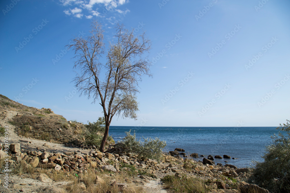 Fototapeta premium vegetation on the rocks by the sea