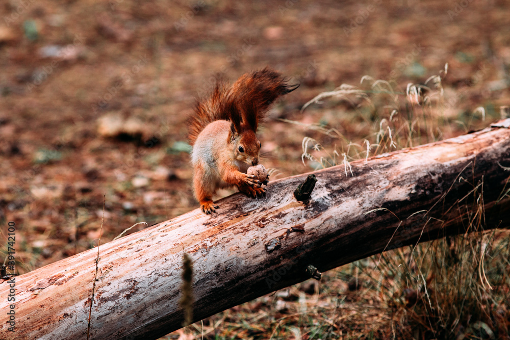 Red squirrel in the autumn forest Red squirrel in the autumn forest