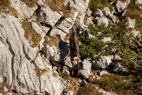Chamois jumping from rock to rock