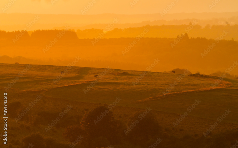 Red Deer Observation Hide, Dreiborn Village, Eifel National Park, North Eifel Territory, Eifel Region, Germany, Europe Red Deer Observation Hide, Dreiborn Village, Eifel National Park, North Eifel Territory, Eifel Region, Germany, Europe