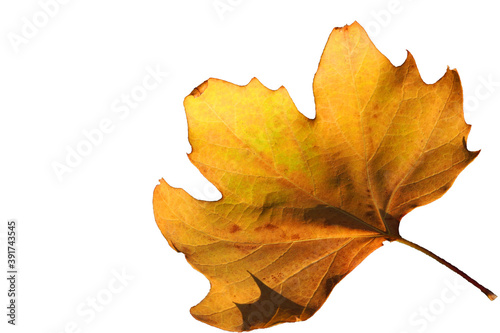 Single Dry Fall Yellow Maple leaf isolated on white background with clipping path - Fall foliage season - Yellow nature 
