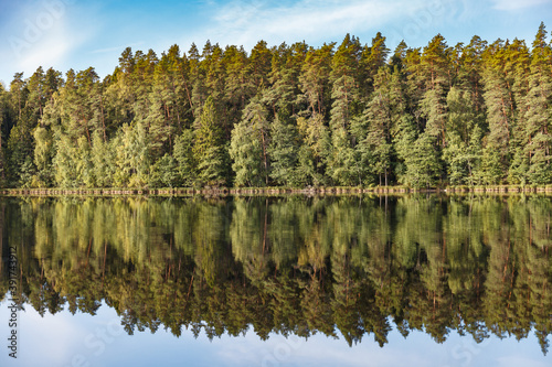 Beautiful forest lake surrounded by pine trees. Reflection in the water.
