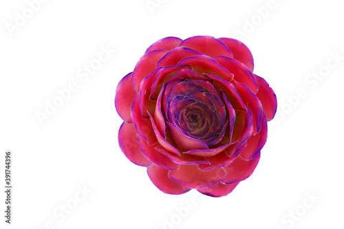 Pink fresh Succulent echeveria plant isolated on white background with clipping path - purple nature object   Floral backdrop and beautiful detail
