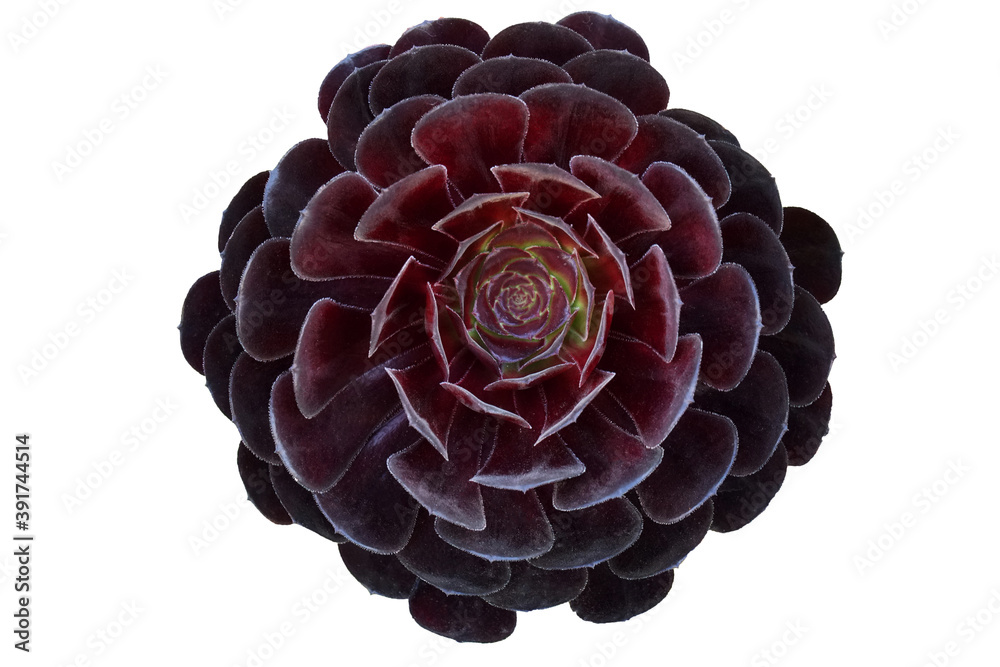 Fototapeta premium Dark purple fresh Succulent echeveria plant isolated on white background with clipping path - purple nature object , Floral backdrop and beautiful detail