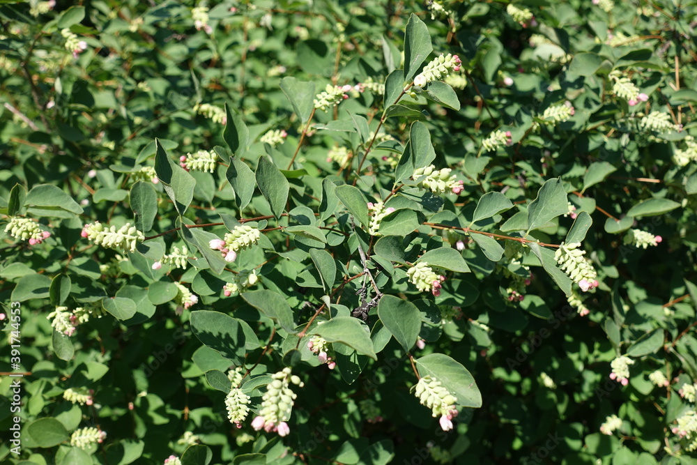 Buds and flowers of common snowberry in July Buds and flowers of common snowberry in July