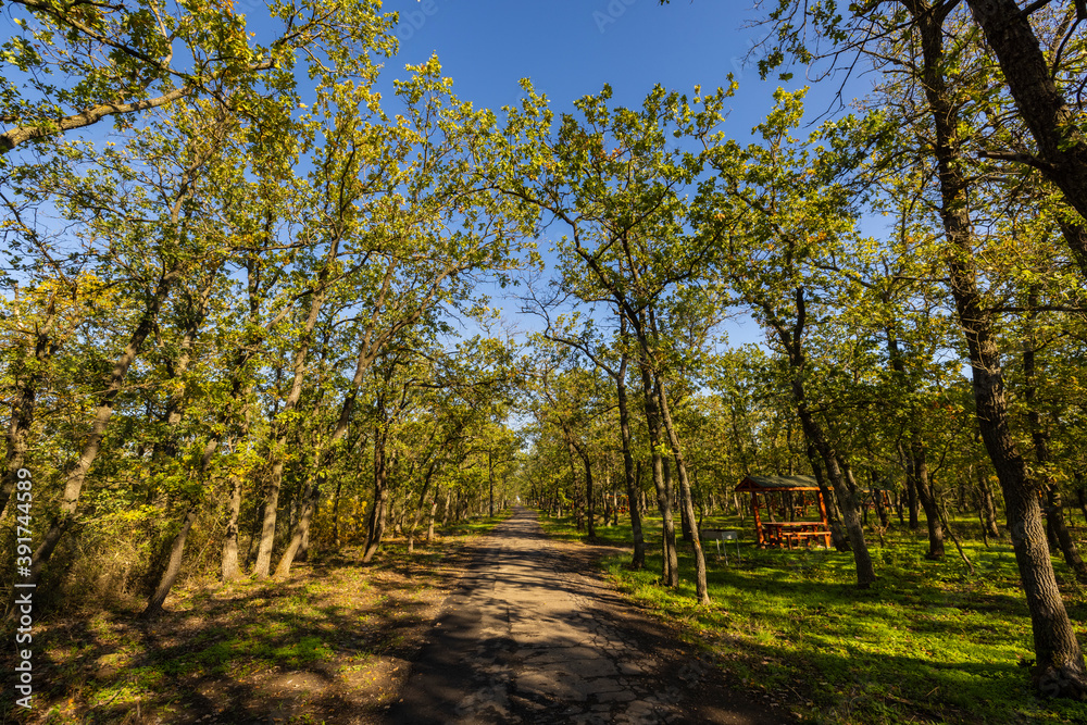 Fototapeta premium autumn landscape with trees in the forest