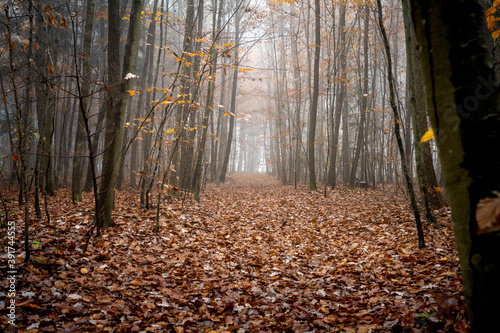 Wald im Herbstnebel