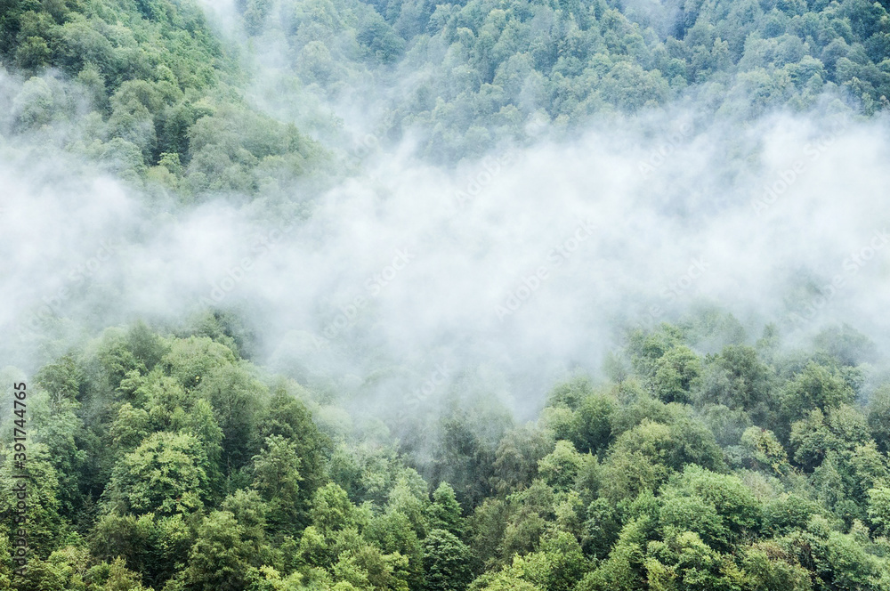 Clouds and fog in the mountains against the background of a green forest