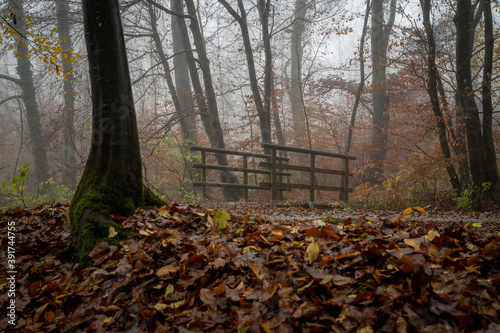 Brücke im Herbstwald