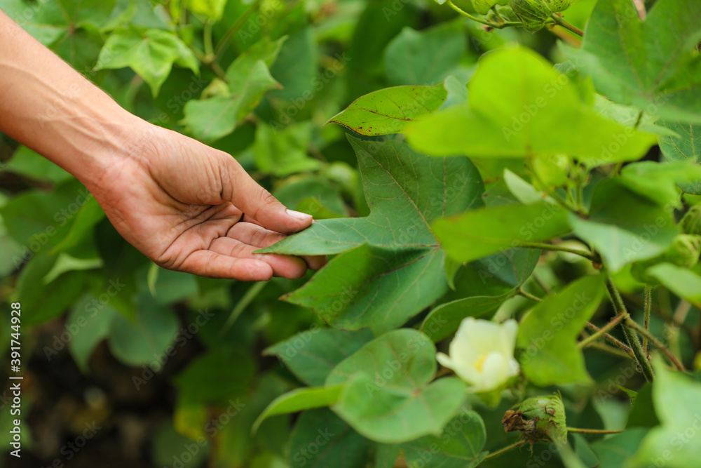 Hand touching of cotton leaf at field