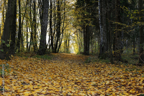 The forest trail is covered with yellow autumn foliage.