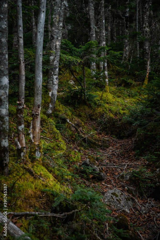 秋の登山と森の色