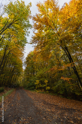 Fototapeta Naklejka Na Ścianę i Meble -  autumn landscape with trees in the forest