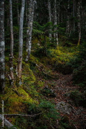 秋の登山と森の色 © Marmon