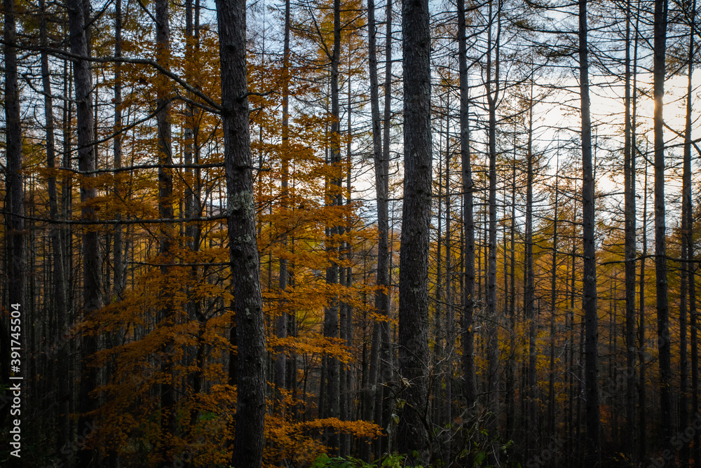 Fototapeta premium 紅葉と木々