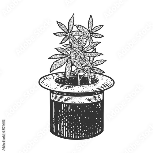 Hemp cannabis plant in top hat cylinder sketch engraving vector illustration. T-shirt apparel print design. Scratch board imitation. Black and white hand drawn image.