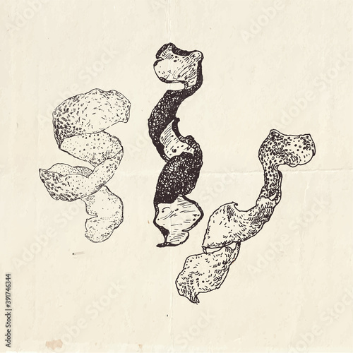 Dried lemon peel, hand drawn illustration of different citrus peels, mulled wine ingredients
