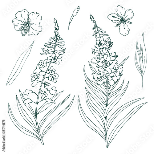 Wallpaper Mural The contour image of the medicinal plant Fireweed. Vector illustration of Chamaenerion angustifolium flowers Isolated on white background. Torontodigital.ca