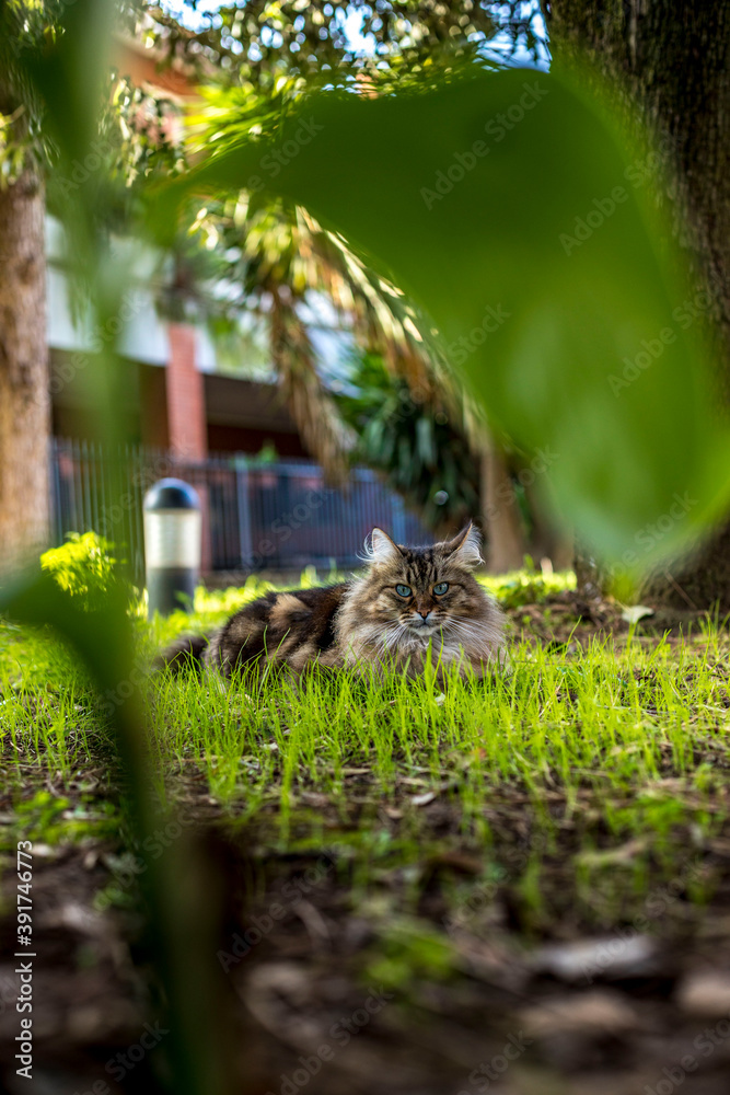 Gatto a pelo lungo gioca e dorme all'aperto, Persiano, Norvegese