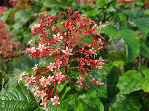 red and green leaves