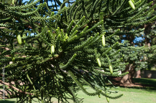 Sydney Australia, leaves and cones of a Araucaria luxurians or Coast araucaria tree which is endemic to New Caledonia