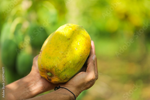 Green Papaya fruit in hand