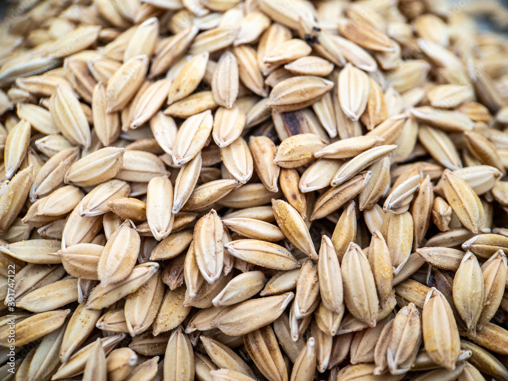 Paddy seed rice background, Close up view Paddy seed rice background, Close up view