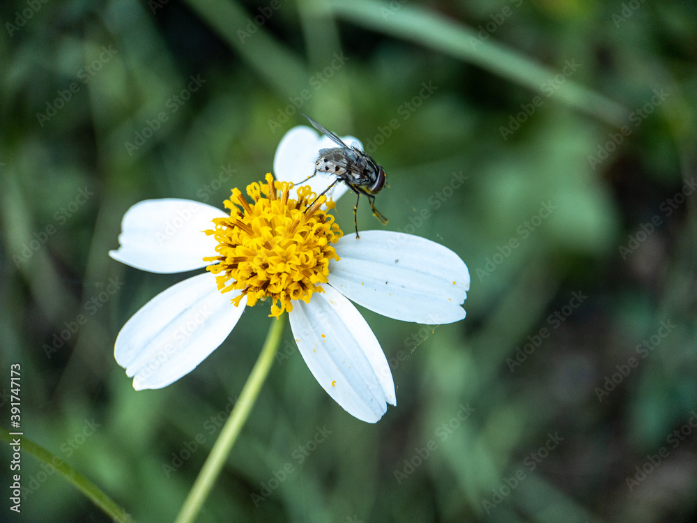 Fototapeta premium Insects are sucking nectar on flowers, Close up view