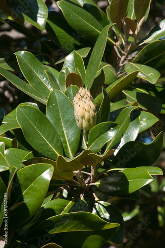 Sydney Australia, flower bud of a Magnolia grandiflora surrounded by large waxy leaves