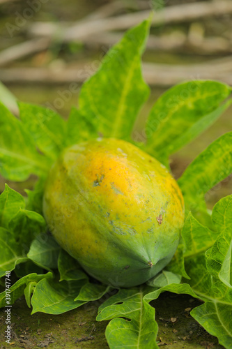 Green Papaya fruit at papaya field