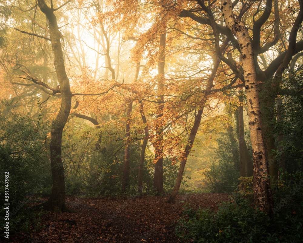 Mist in Autumn, Pinewoods, Harrogate