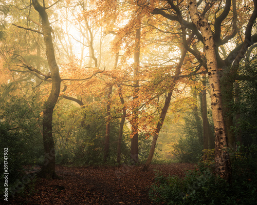 Mist in Autumn, Pinewoods, Harrogate