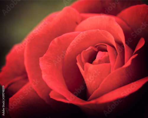 vivid red rose flower closeup on natural green background, filtered image